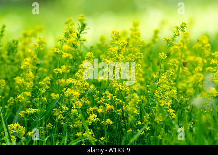 Lady's Bedstraw (Galium verum) Blumen, Warwickshire, Großbritannien Stockfoto