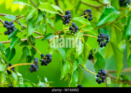 Efeu oder Hedera helix mit Beeren im Garten. Stockfoto