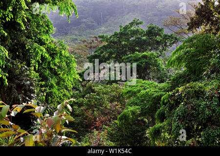 Landschaft tropischer Regenwald üppige Vegetation mit Pflanzen & einige blühende Bäume im afrikanischen Dschungel von Forest Reserve Conservation Area, Sierra Leone Stockfoto