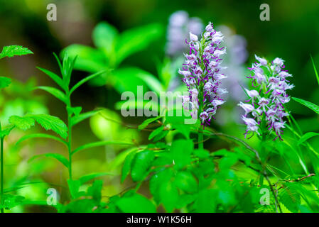 Wisteria Blume im Garten auf grüne Natur Hintergrund. Stockfoto