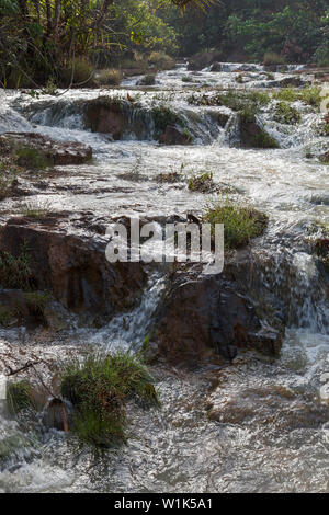 Seltene Pflanzen in situ entdeckt auf Stromschnellen in Fluss während der botanische Untersuchung und Forschung während CSR-Projekt für industrielle Unternehmen. Sierra Leone, Afrika Stockfoto