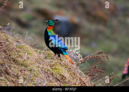 Himalaya-Monal, Lophophorus impejanus, Chopta, Uttarakhand, Indien. National Bird of Nepal Stockfoto