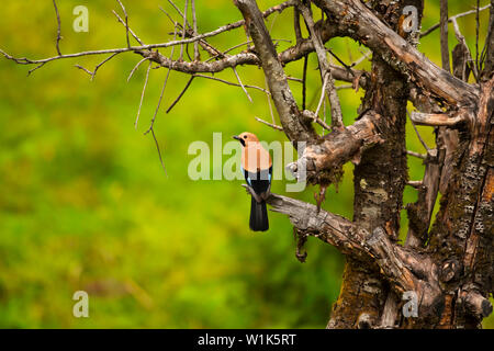 Eurasian Jay, Garrulus glandarius, Chopta, Uttarakhand, Indien. Stockfoto