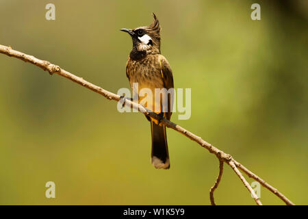 Himalayan bulbul, Pycnonotus leucogenys, Sattal, Uttarakhand, Indien. Stockfoto