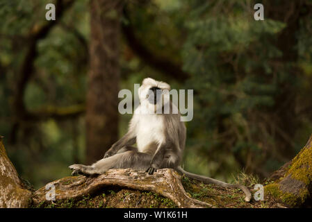 Himalayan grau Langur, Semnopithecus ajax, Chopta, Uttarakhand, Indien. Stockfoto