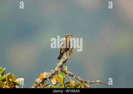 Chestnut-bellied rock Thrush, Monticola rufiventris, weiblich, Chopta, Uttarakhand, Indien. Stockfoto