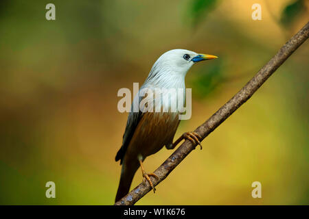 Blyths Starling, Sturnia malabarica, Western Ghats, Indien. Stockfoto