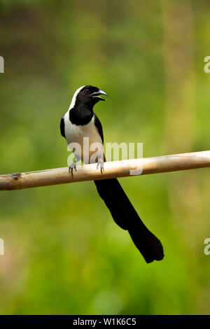 White-bellied treepie, Dendrocitta leucogastra, Western Ghats, Indien. Stockfoto