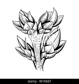 Realistische Ast Hand gezeichnet Vector Illustration. Pflanze mit Blättern Kugelschreiber Skizze. Schwarze und weiße Clipart. Lineare Zweig mit Knospen Freihandzeichnen. Isolierte monochrome botanischen Design Element Stock Vektor