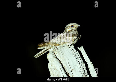 Dschungel, Nightjar Caprimulgus indicus, Western Ghats, Indien. Stockfoto