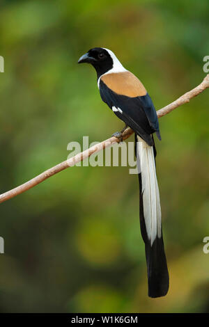 White-bellied treepie, Dendrocitta leucogastra, Western Ghats, Indien. Stockfoto