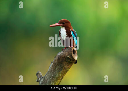 White-throated Kingfisher, Halcyon smyrnensis, Western Ghats, Indien. Stockfoto