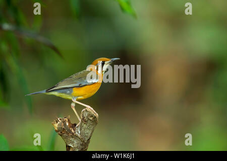 Orange - vorangegangen Thrush, Geokichla citrina, Western Ghats, Indien. Stockfoto