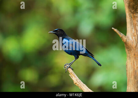 Malabar pfeifen Thrush, Myophonus horsfieldii, Western Ghats, Indien. Stockfoto