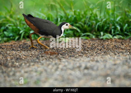 Weiße Breasted waterhen, Amaurornis phoenicurus, Western Ghats, Indien. Stockfoto