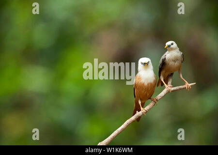 Blyths Starling, Sturnia malabarica, Western Ghats, Indien. Stockfoto