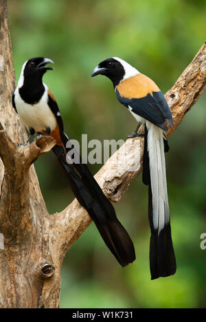 White-bellied treepie, Dendrocitta leucogastra, Western Ghats, Indien. Stockfoto