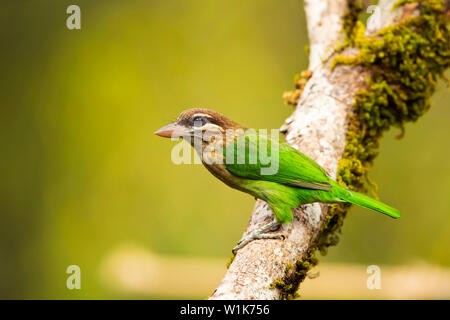 Weiß ist barbet, Megalaima viridis, Western Ghats, Indien. Stockfoto