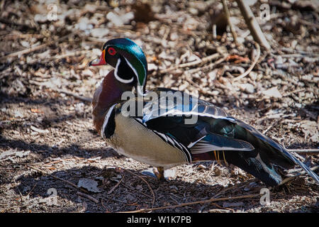 Dieses kleine Holz Ente war nicht durch unsere Anwesenheit gestört. In der Tat, ich denke, er habe für den alten Kerl mit einer Kamera posieren. Stockfoto