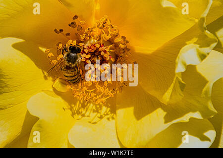 Die Blumen auf dem Gelände der Mission San Juan Capistrano waren wunderschön, und - wie man erwarten würde, zog eine angemessene Anzahl von Bienen und butterfl Stockfoto