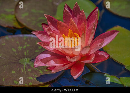 Die flora auf dem Gelände der Mission San Juan Capistrano waren wunderbar und enthalten einen Brunnen gefüllt mit Seerosen. Stockfoto