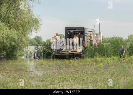 Menschen release wilde Pferde auf der Insel. Herde wilder Konik oder Polnischen primitive Pferd (Konik Polski oder konik biłgorajski). Herde von 17 Konik Pferde aus dem Lettischen Naturschutzgebiete wurde durch Rewilding der Ukraine über Ermakov Insel im Ukrainischen Donaudelta Mosaik Landschaft und Biodiversität durch natürliche Beweidung zu erhalten. Sie werden verwendet, um in der Wildnis zu leben Stockfoto