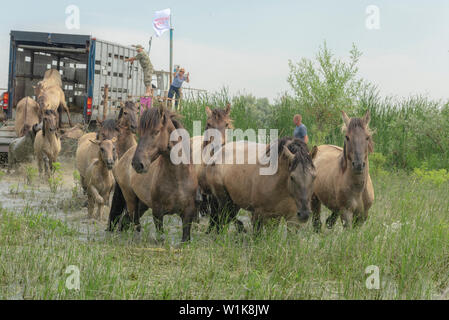 Menschen release wilde Pferde auf der Insel. Herde wilder Konik oder Polnischen primitive Pferd (Konik Polski oder konik biłgorajski). Herde von 17 Konik Pferde aus dem Lettischen Naturschutzgebiete wurde durch Rewilding der Ukraine über Ermakov Insel im Ukrainischen Donaudelta Mosaik Landschaft und Biodiversität durch natürliche Beweidung zu erhalten. Sie werden verwendet, um in der Wildnis zu leben Stockfoto