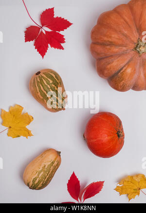 Kreative herbst Zusammensetzung mit Kürbissen und gelbe Blätter auf dem weißen Hintergrund Stockfoto