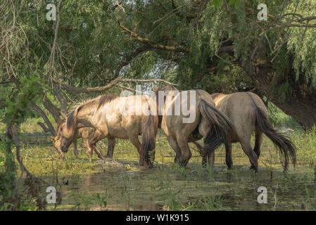 Herde wilder Konik oder Polnischen primitive Pferd (Konik Polski oder konik biłgorajski) Spaziergang durch die überschwemmten Wald in das Donau Delta. Herde von 17 Konik Pferde aus dem Lettischen Naturschutzgebiete wurde durch Rewilding der Ukraine über Ermakov Insel im Ukrainischen Donaudelta Mosaik Landschaft und Biodiversität durch natürliche Beweidung zu erhalten. Sie werden verwendet, um in der Wildnis zu leben Stockfoto