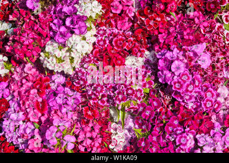 Schön Dianthus Blume im offenen Raum im Markt erwartet die Kunden. Stockfoto