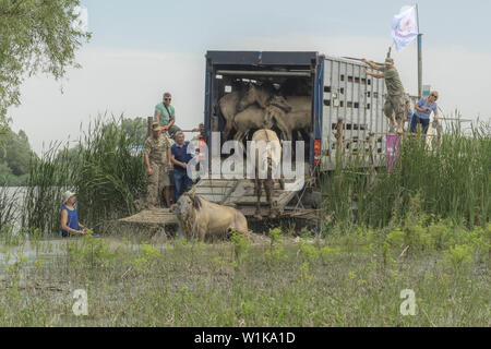 Juni 28, 2019 - ermakov Insel, Donaudelta, Vi, Ukraine, Osteuropa - Menschen release wilde Pferde auf der Insel. Herde wilder Konik oder Polnischen primitive Pferd (Konik Polski oder konik biÃ…â € šgorajski). Herde von 17 Konik Pferde aus dem Lettischen Naturschutzgebiete wurde durch Rewilding der Ukraine über Ermakov Insel im Ukrainischen Donaudelta Mosaik Landschaft und Biodiversität durch natürliche Beweidung zu erhalten. Sie werden verwendet, um in der Wildnis zu leben (Bild: © Andrey Nekrasov/ZUMA Draht) Stockfoto