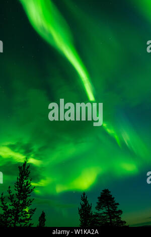 Aurora borealis, Northern Lights, über Baumwipfel Stockfoto