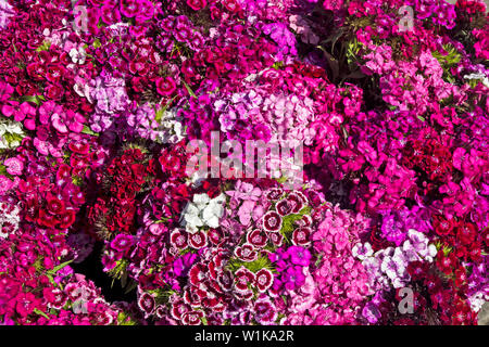 Schön Dianthus Blume im offenen Raum im Markt erwartet die Kunden. Stockfoto