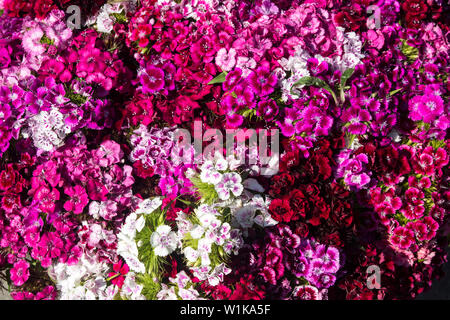 Schön Dianthus Blume im offenen Raum im Markt erwartet die Kunden. Stockfoto