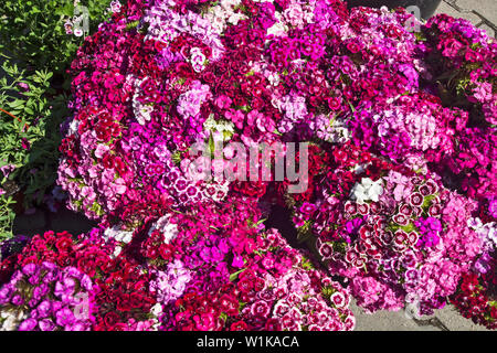 Schön Dianthus Blume im offenen Raum im Markt erwartet die Kunden. Stockfoto