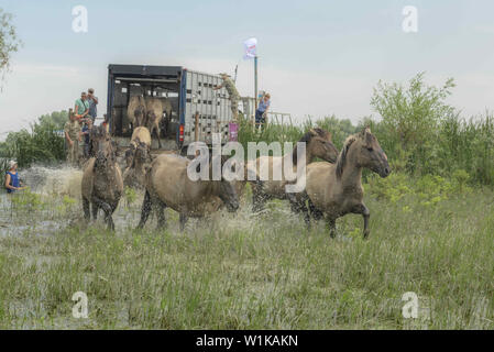 Juni 28, 2019 - ermakov Insel, Donaudelta, Vi, Ukraine, Osteuropa - Menschen release wilde Pferde auf der Insel. Herde wilder Konik oder Polnischen primitive Pferd (Konik Polski oder konik biÅ'gorajski). Herde von 17 Konik Pferde aus dem Lettischen Naturschutzgebiete wurde durch Rewilding der Ukraine über Ermakov Insel im Ukrainischen Donaudelta Mosaik Landschaft und Biodiversität durch natürliche Beweidung zu erhalten. Sie werden verwendet, um in der Wildnis zu leben (Bild: © Andrey Nekrasov/ZUMA Draht) Stockfoto