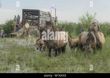 Juni 28, 2019 - ermakov Insel, Donaudelta, Vi, Ukraine, Osteuropa - Menschen release wilde Pferde auf der Insel. Herde wilder Konik oder Polnischen primitive Pferd (Konik Polski oder konik biÃ…â € šgorajski). Herde von 17 Konik Pferde aus dem Lettischen Naturschutzgebiete wurde durch Rewilding der Ukraine über Ermakov Insel im Ukrainischen Donaudelta Mosaik Landschaft und Biodiversität durch natürliche Beweidung zu erhalten. Sie werden verwendet, um in der Wildnis zu leben (Bild: © Andrey Nekrasov/ZUMA Draht) Stockfoto