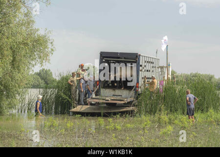 Juni 28, 2019 - ermakov Insel, Donaudelta, Vi, Ukraine, Osteuropa - Menschen release wilde Pferde auf der Insel. Herde wilder Konik oder Polnischen primitive Pferd (Konik Polski oder konik biÅ'gorajski). Herde von 17 Konik Pferde aus dem Lettischen Naturschutzgebiete wurde durch Rewilding der Ukraine über Ermakov Insel im Ukrainischen Donaudelta Mosaik Landschaft und Biodiversität durch natürliche Beweidung zu erhalten. Sie werden verwendet, um in der Wildnis zu leben (Bild: © Andrey Nekrasov/ZUMA Draht) Stockfoto