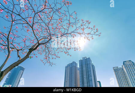 Tabebuia rosea oder rosa blühenden Trompete mit dem Hintergrund Silhouette der Wolkenkratzer oder Wohnanlagen Stockfoto