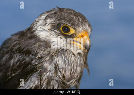 Portrait von Amur Falcon (Falco Amurensis) auf blauem Wasser Hintergrund, Sibirien, Russland Stockfoto