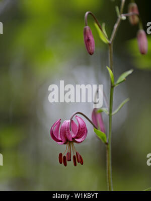 Der Türke cap Lilie (Lilium martagon), auch eine Rose golden Käfer, blühen in den Schatten Stockfoto