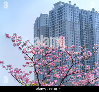 Tabebuia rosea oder rosa blühenden Trompete mit dem Hintergrund Silhouette der Wolkenkratzer oder Wohnanlagen Stockfoto