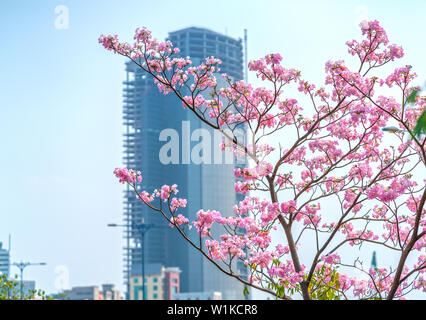 Tabebuia rosea oder rosa blühenden Trompete mit dem Hintergrund Silhouette der Wolkenkratzer oder Wohnanlagen Stockfoto