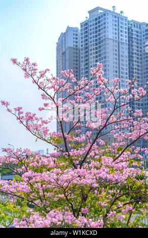 Tabebuia rosea oder rosa blühenden Trompete mit dem Hintergrund Silhouette der Wolkenkratzer oder Wohnanlagen Stockfoto