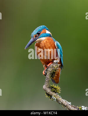 Eisvögel (Alcedo Atthi) hocken auf einem Bemoosten Zweig, Schottland Stockfoto