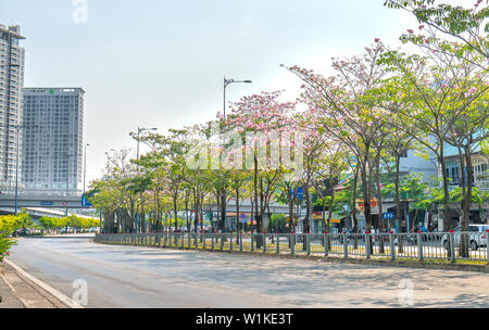 Tabebuia rosea Bäume blühen ist entlang der Avenue gewachsen Die urbane Landschaft genauer Dekorieren mit der Natur Stockfoto