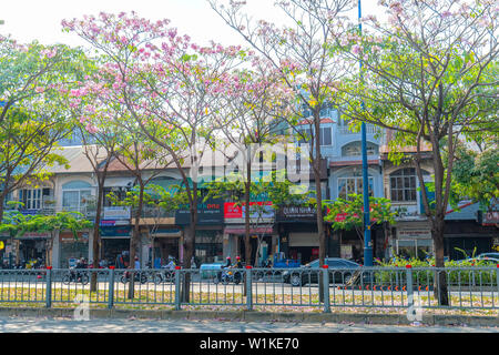 Tabebuia rosea Bäume blühen ist entlang der Avenue gewachsen Die urbane Landschaft genauer Dekorieren mit der Natur Stockfoto