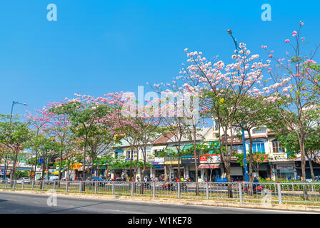 Tabebuia rosea Bäume blühen ist entlang der Avenue gewachsen Die urbane Landschaft genauer Dekorieren mit der Natur Stockfoto