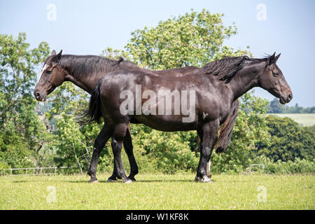 Zwei Kastanien Pferde stehen in oppersite Richtungen und zischenden ihre Schwänze und befreien Sie sich von Fliegen an einem heissen Sommertag, England, Großbritannien Stockfoto