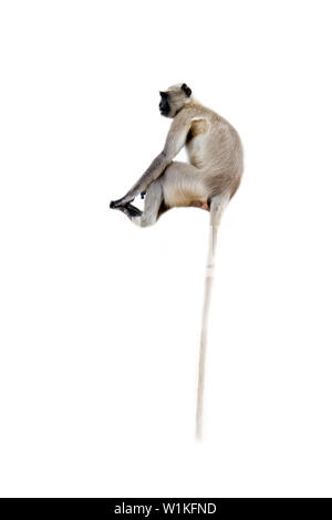 Monkey Tail ist berühmt für seine Länge und Hartnäckigkeit (Spezial-zwischensohle). Long Tail langur Hanuman, Affe auf weißem Hintergrund Stockfoto